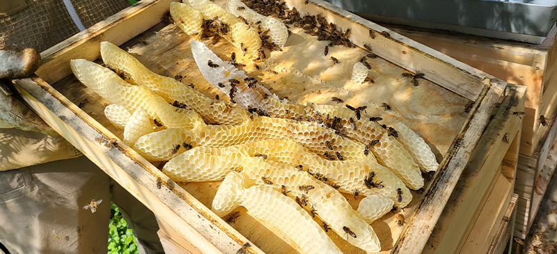Bienenwachs und dessen Verwendung